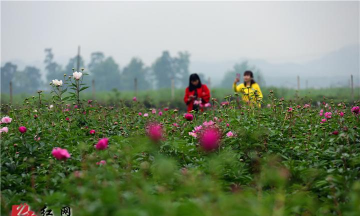 家庭养花用生根粉