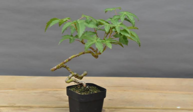 枫香茎腐病的防治方法