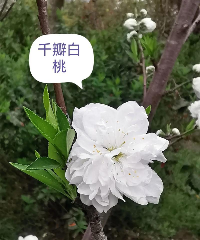 碧桃是什么桃