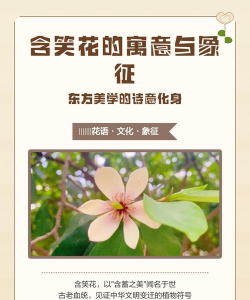 含笑花什么寓意