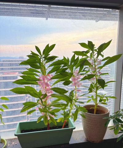 家庭养花用生根粉