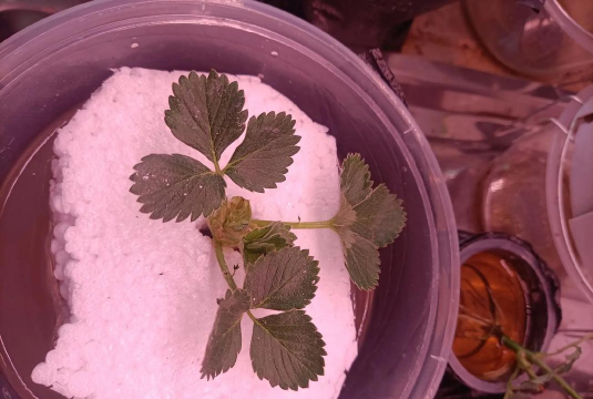 草莓泡水发酵 养花