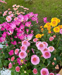 家庭养花用生根粉