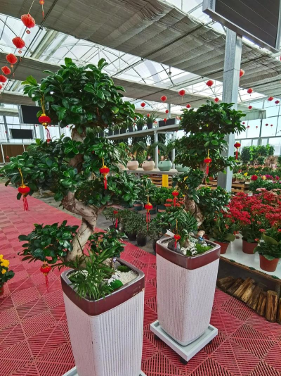 家庭养花用生根粉