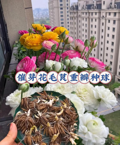 家庭养花用生根粉