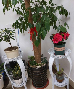 家庭养花用生根粉