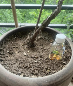 家庭养花用生根粉