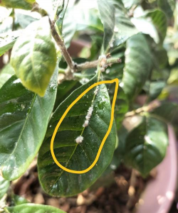 家养花长白虫子