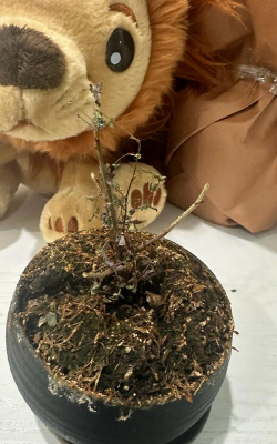 家庭养花用生根粉