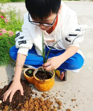 家庭养花用生根粉