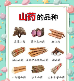 山药属于什么种