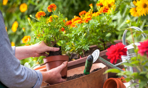 家庭养花用生根粉