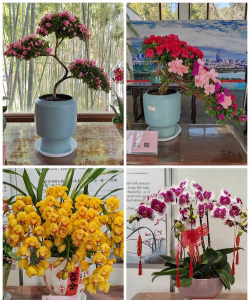 家庭养花用生根粉