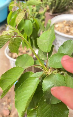 家庭养花用生根粉