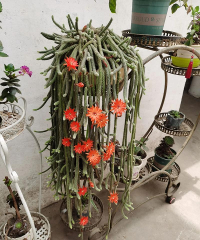 家庭养花用生根粉