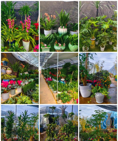 家庭养花用生根粉