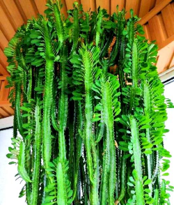 青龙位养花好吗