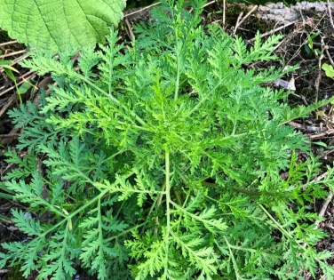 青蒿渣可以养花