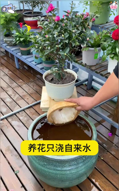 家庭养花用生根粉