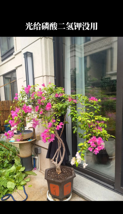 家庭养花用生根粉