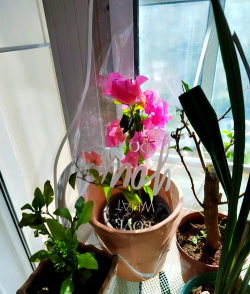 家庭养花用生根粉