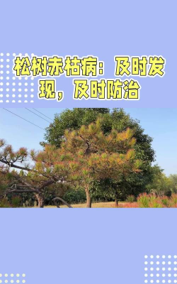 红松立枯病症状及防治方法