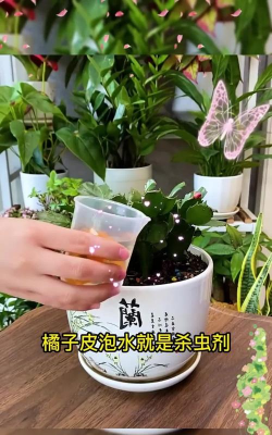 家庭养花用生根粉