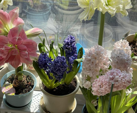 家庭养花用生根粉