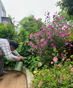 家庭养花用生根粉