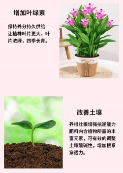 家庭养花用生根粉