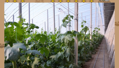 寿光养花种大棚