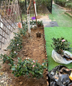 家庭养花用生根粉