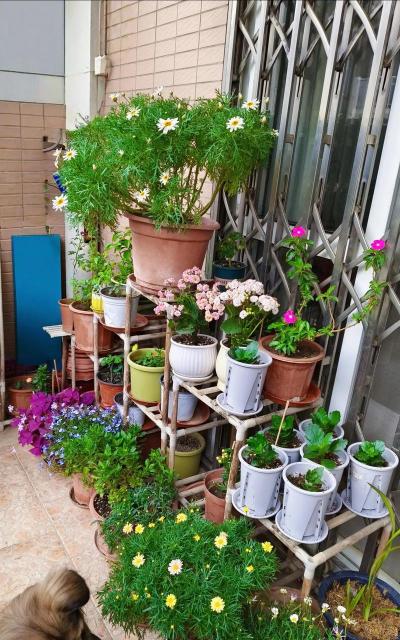 家庭养花用生根粉