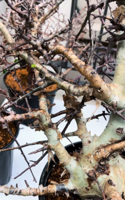 家庭养花用生根粉