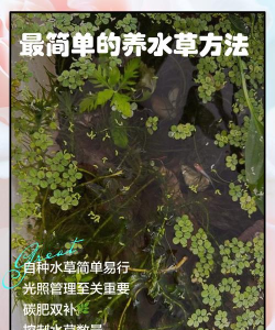 水下草皮怎么养花