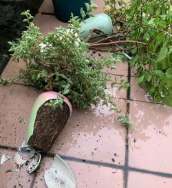 家庭养花用生根粉