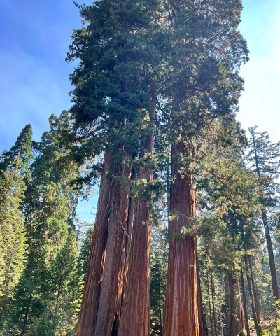 西方什么树木最多