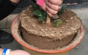 家庭养花用生根粉