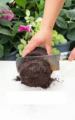 家庭养花用生根粉