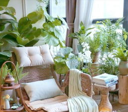 家庭养花用生根粉