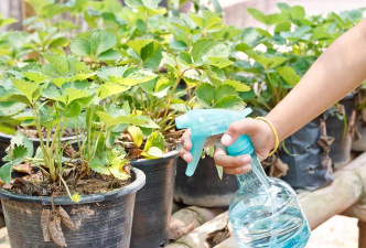 家庭养花用生根粉