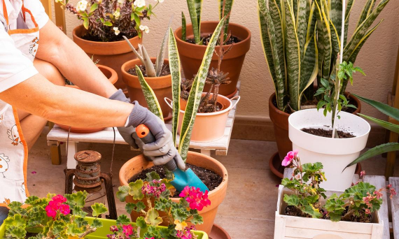 家庭养花用生根粉