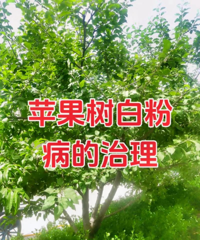 树木白粉病的发生与防治