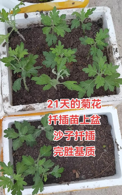 家庭养花用生根粉