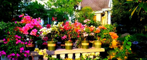 家庭养花用生根粉