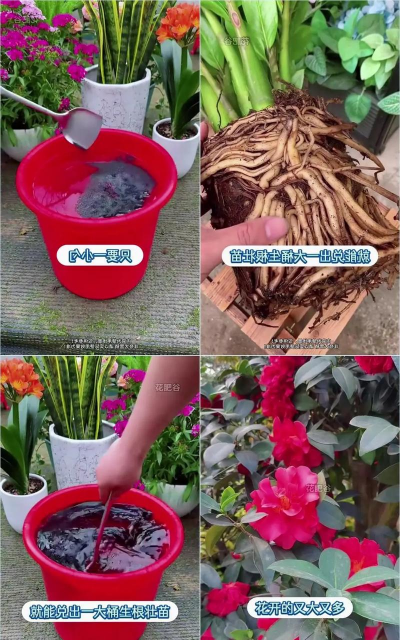 家庭养花用生根粉