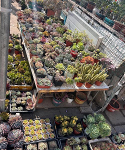 格尔木养花土地出售