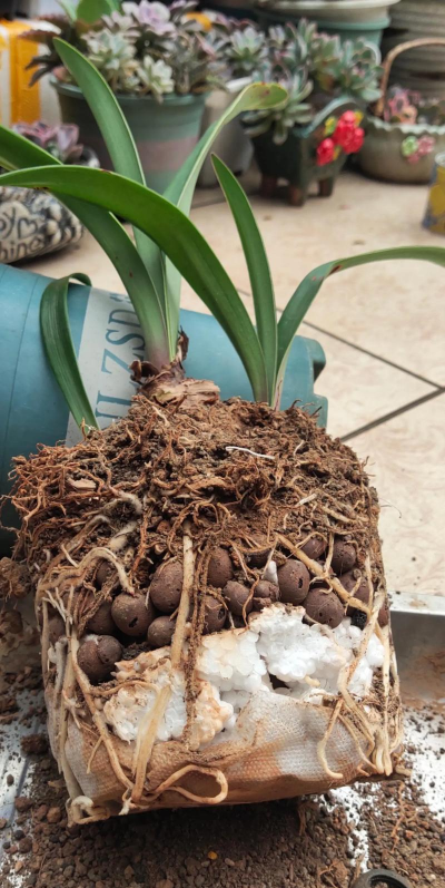 家庭养花用生根粉