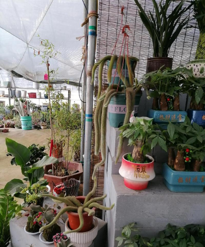 家庭养花用生根粉