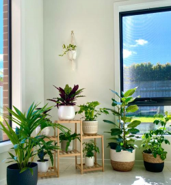 家庭养花用生根粉